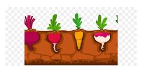 picture of radish, carrot and turnip in ground 