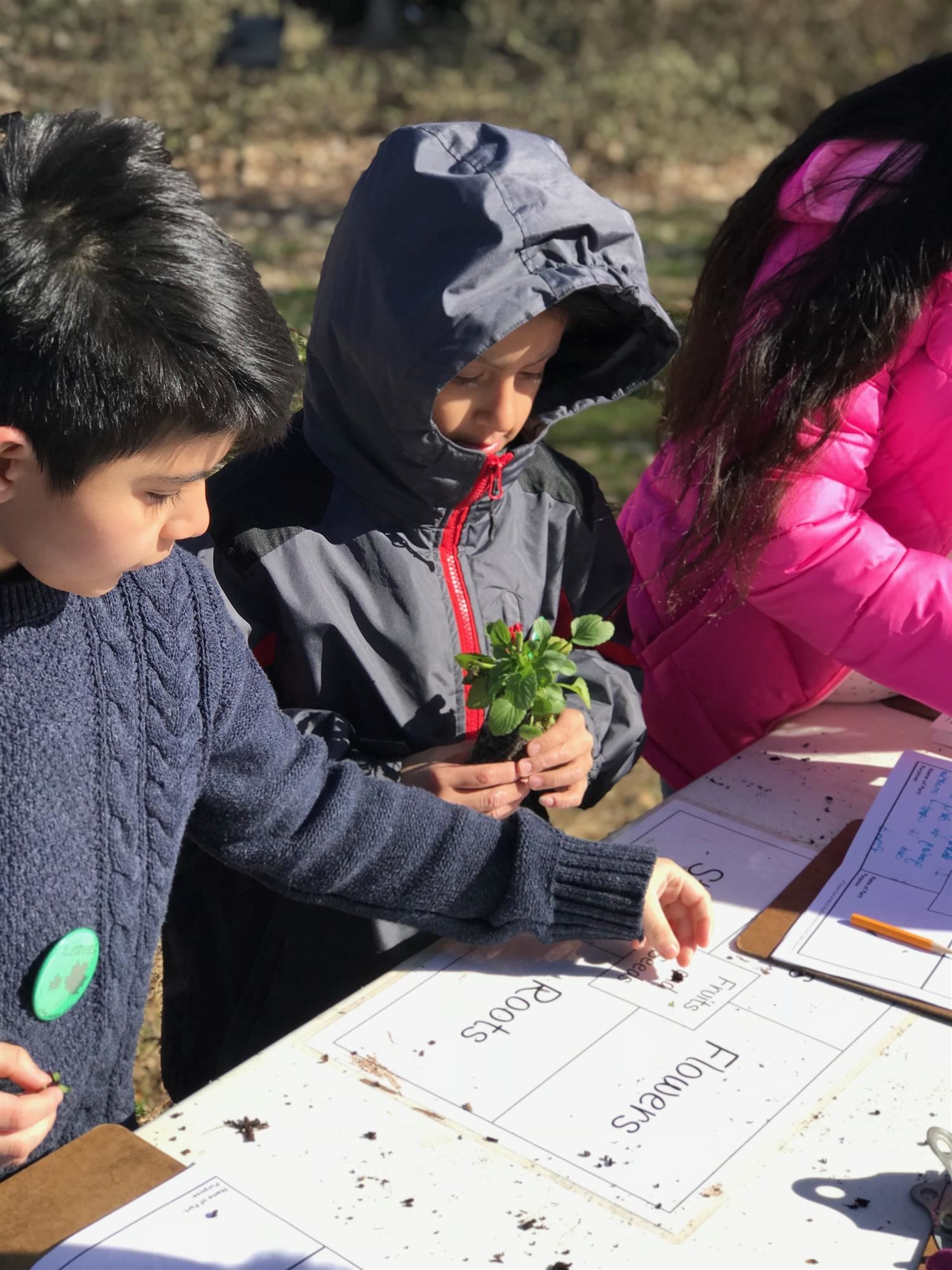 Child holding plant and classifying things found in nature