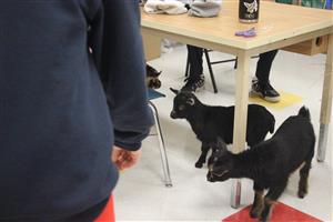 Baby goats hiding under a table